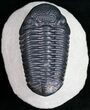 Prone Phacopid Trilobite - Mrakib, Morocco #9698-4